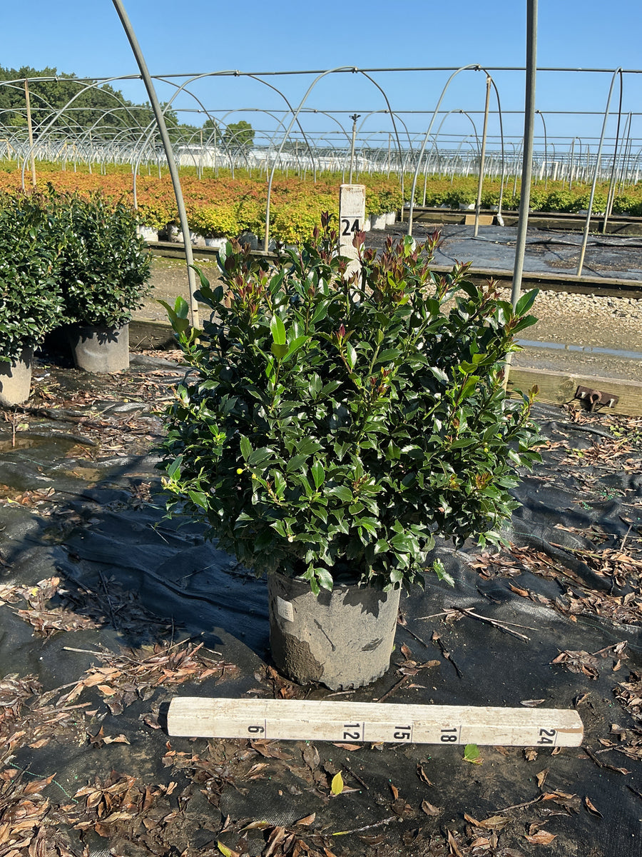 Ilex x meserveae 'Blue Maid'