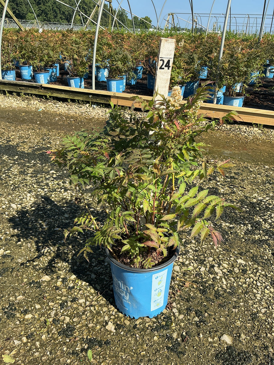 Sorbaria 'Cherry On Top'