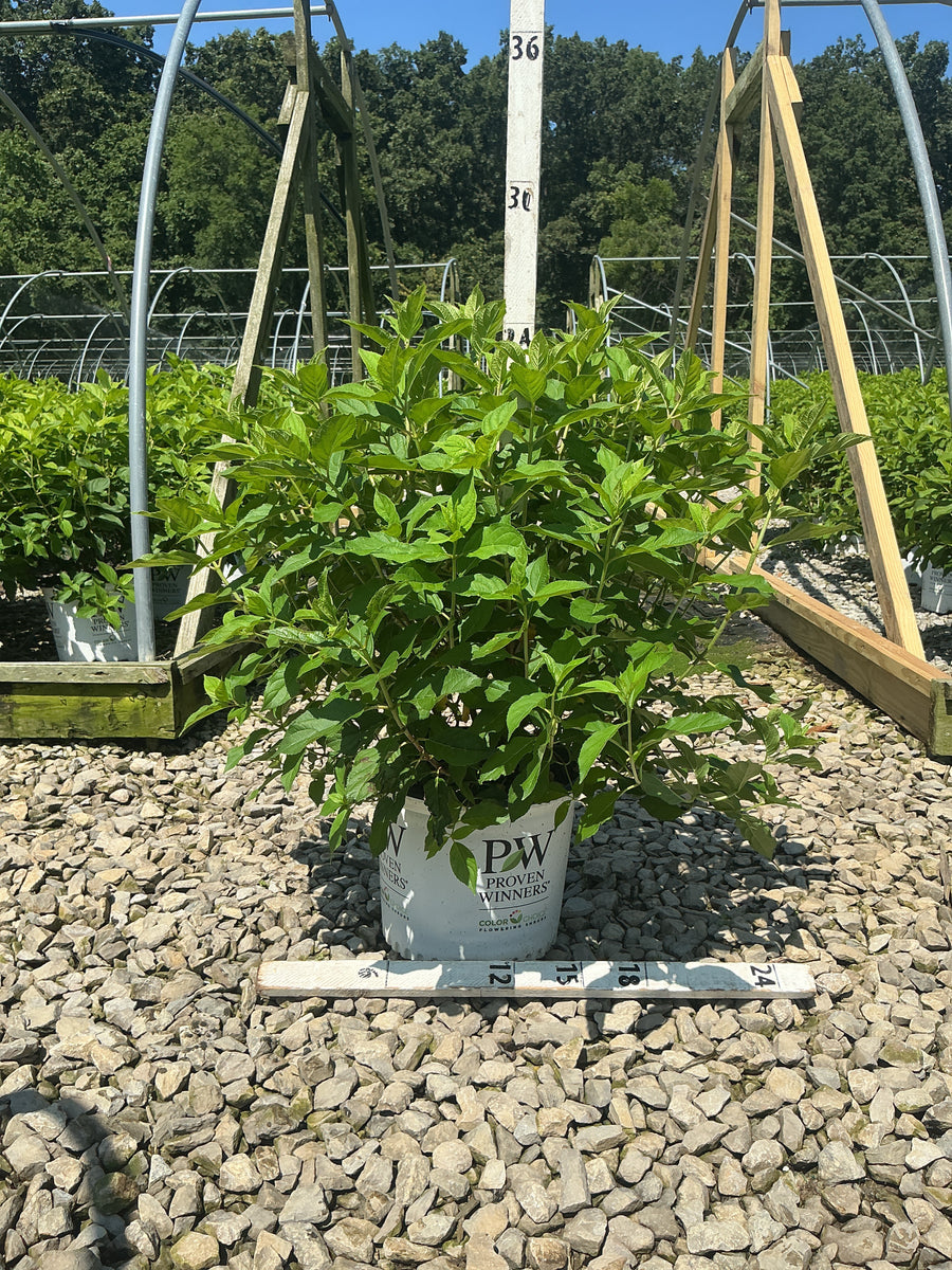 Hydrangea paniculata 'Jane'
