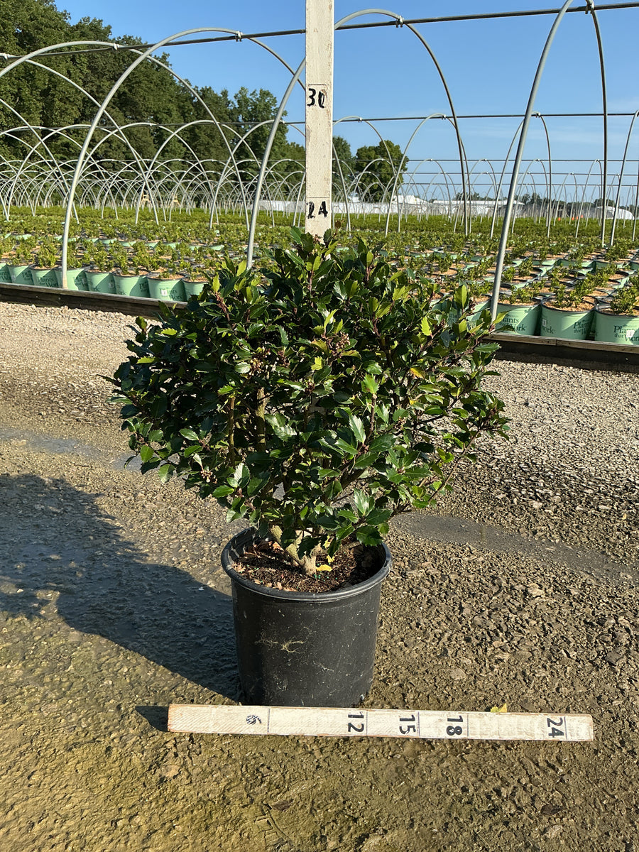 Ilex x meserveae 'Blue Prince'