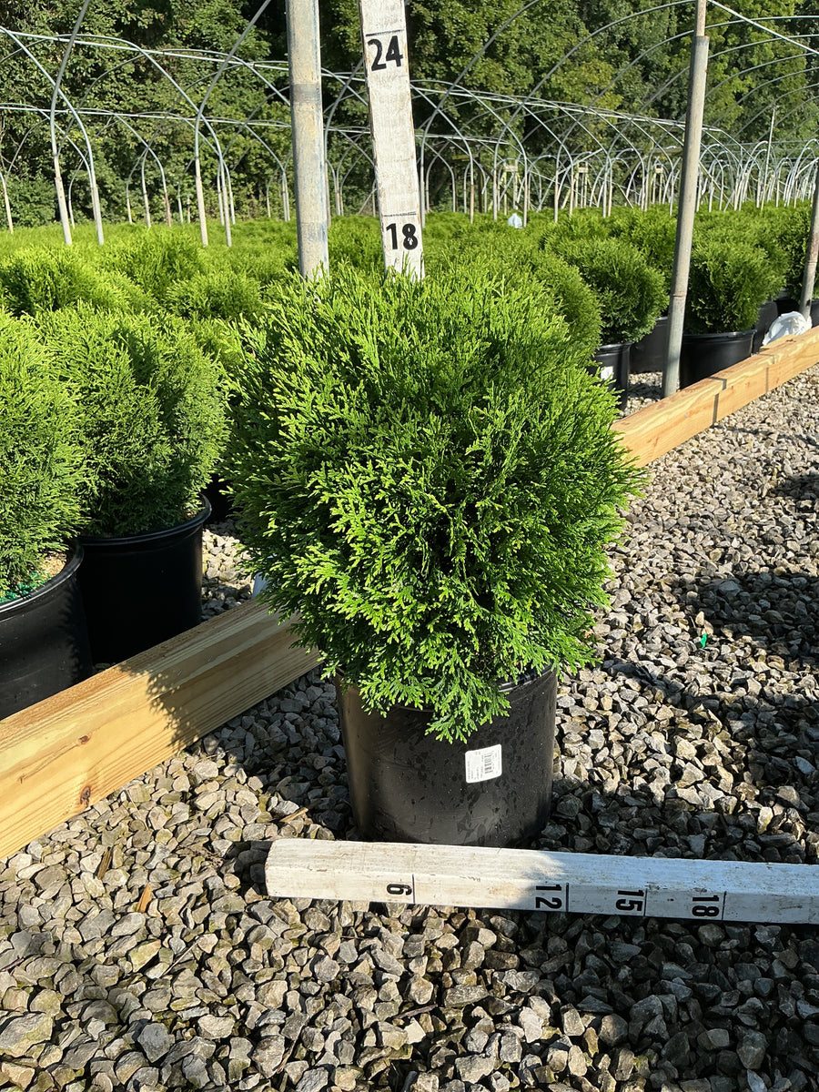 Thuja occidentalis 'Hetz Midget'