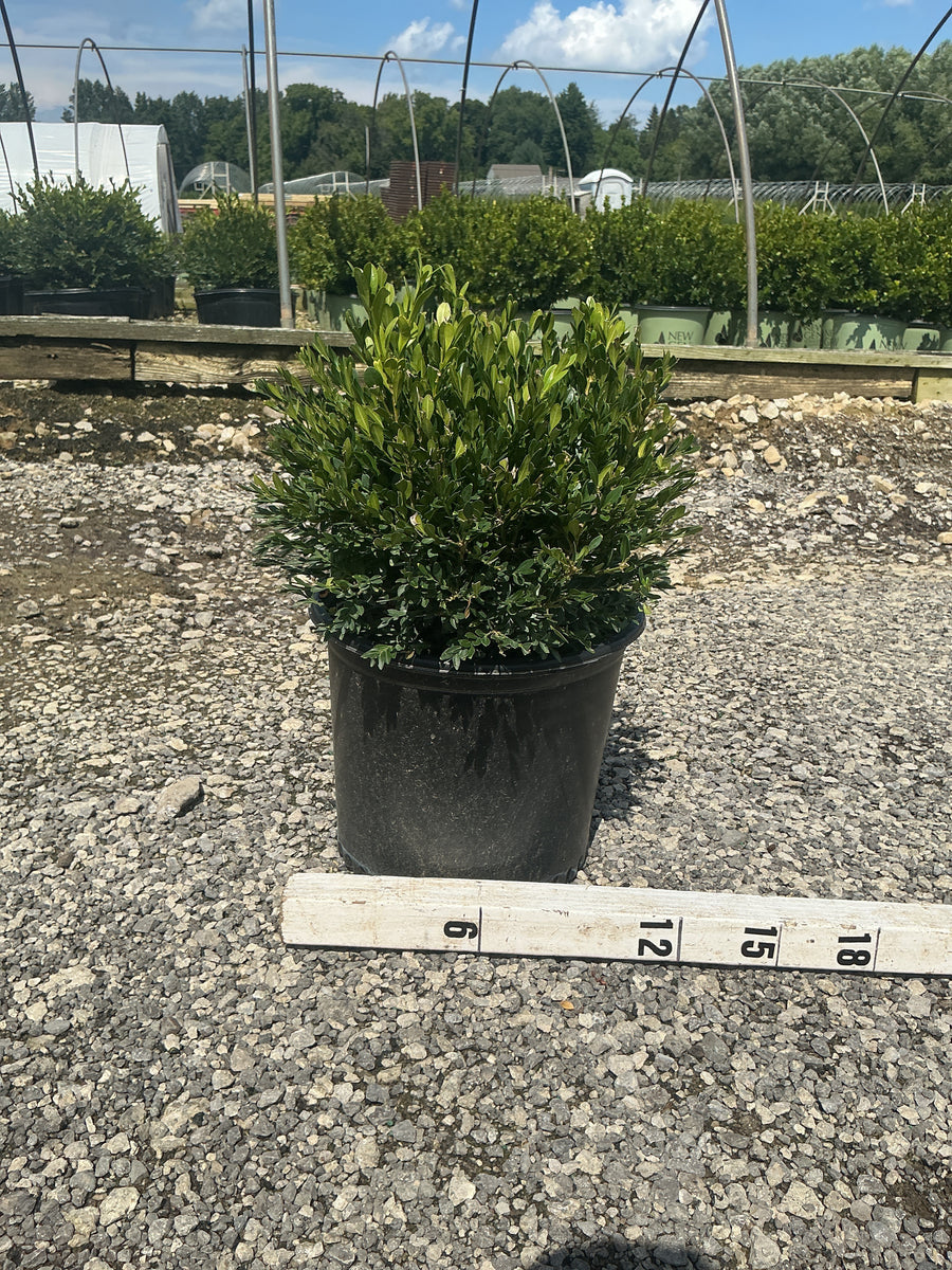 Buxus microphylla 'Green Gem'