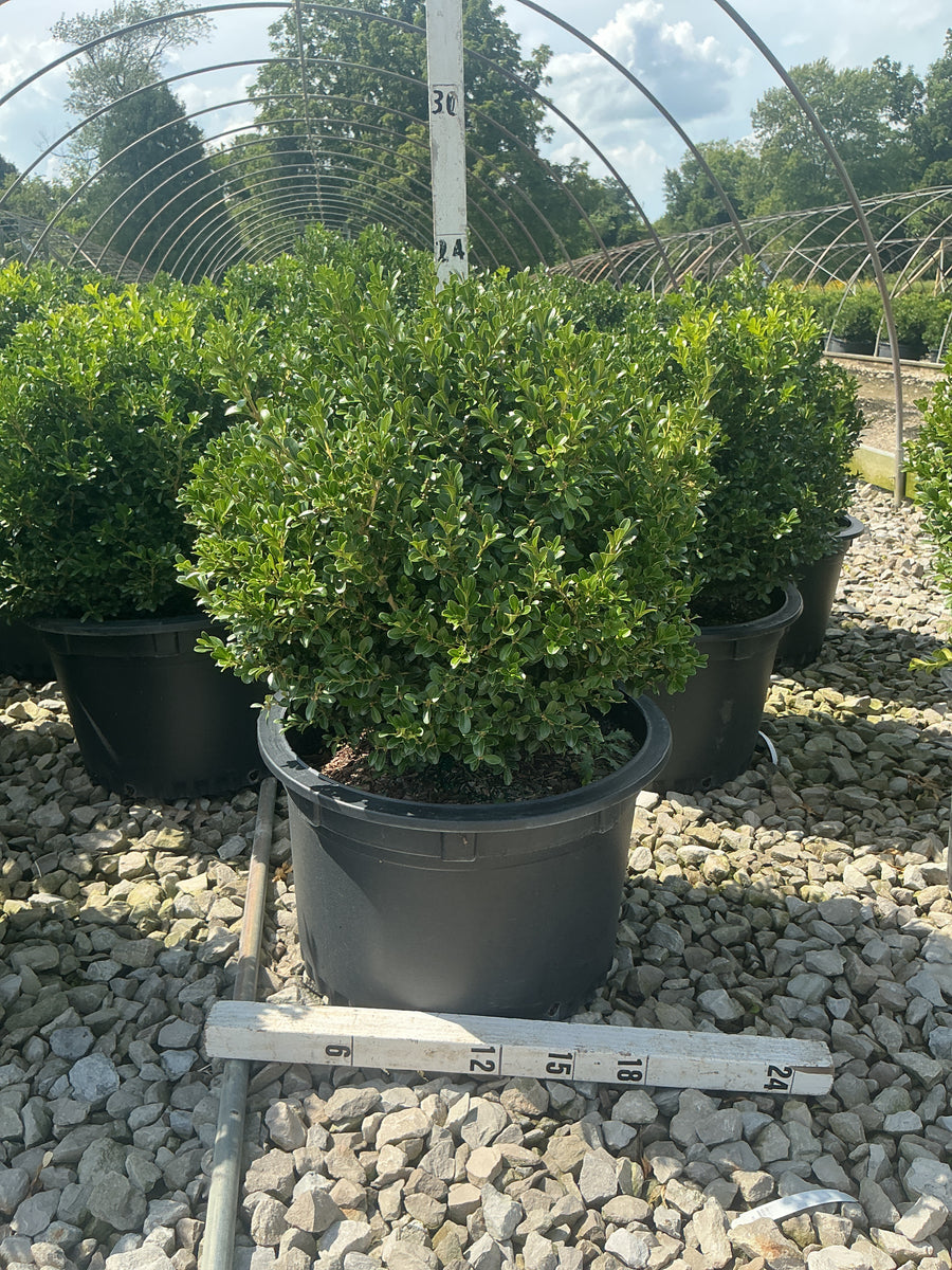 Buxus newgen 'Independence'