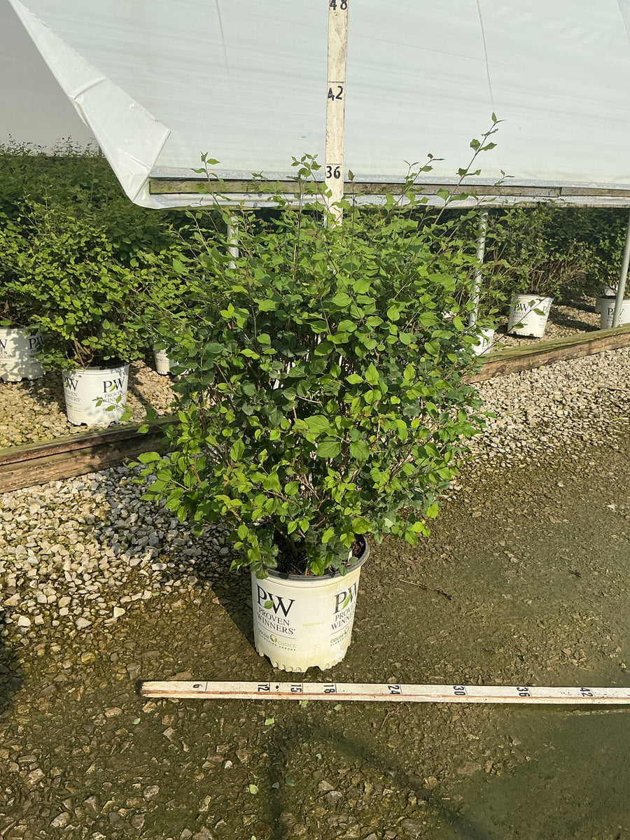 Syringa x 'Penda'