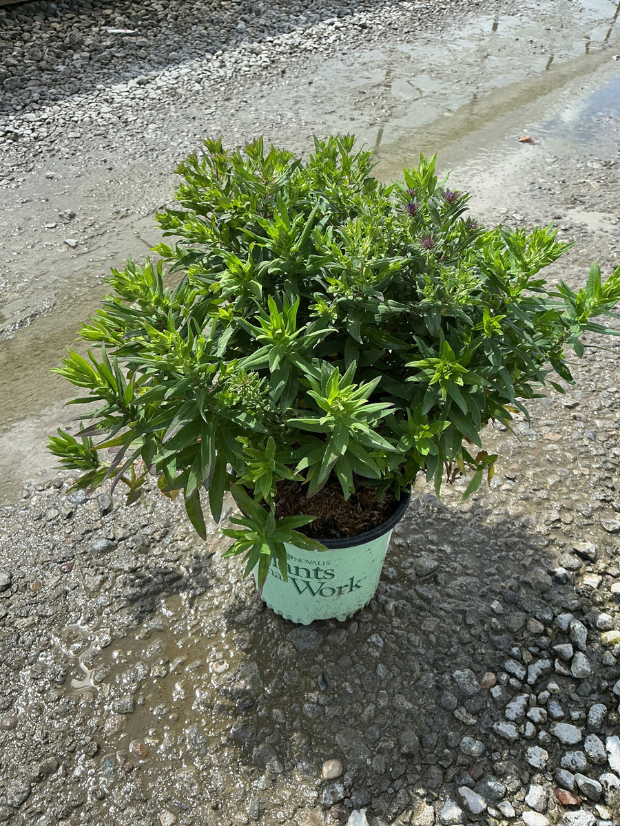 Aster grape 'Crush'