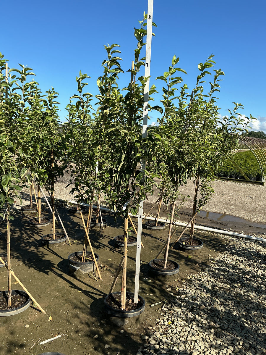 Malus 'Fruit Granny Smith'