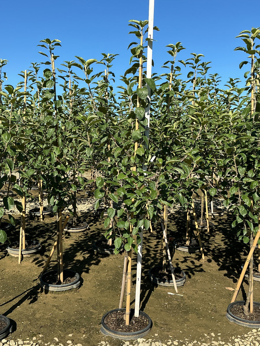 Malus 'Fruit Cortland'