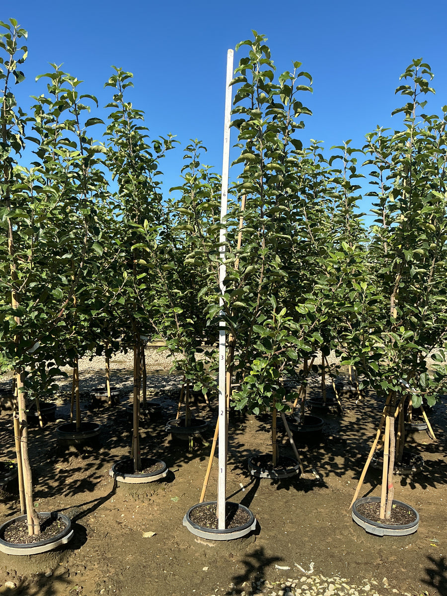 Malus 'Fruit Fuji'