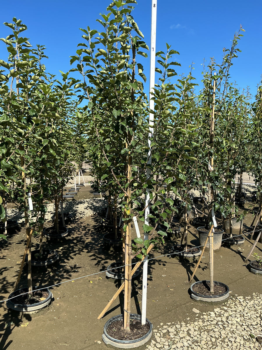 Malus 'Fruit Yellow Delicious'