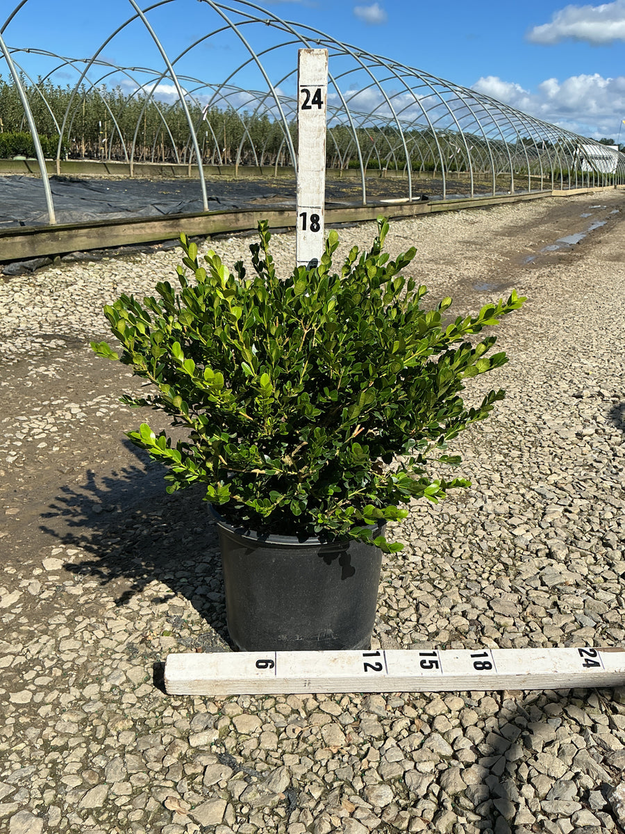 Buxus microphylla 'Winter Gem'