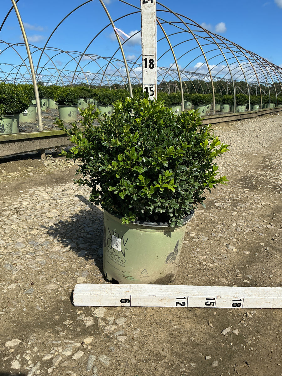 Buxus newgen 'Independence'