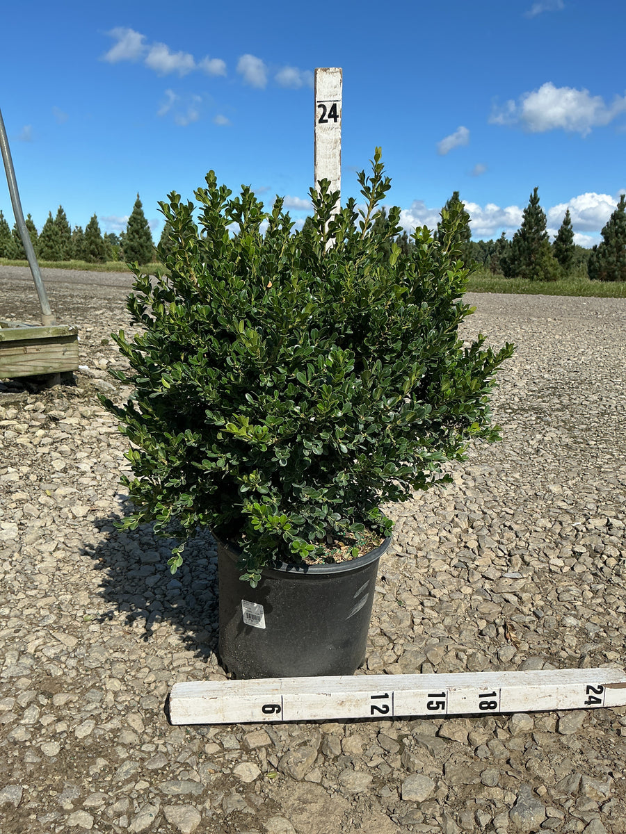 Buxus microphylla 'Green Beauty'