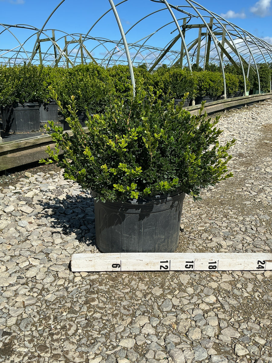 Buxus microphylla 'Little Missy'