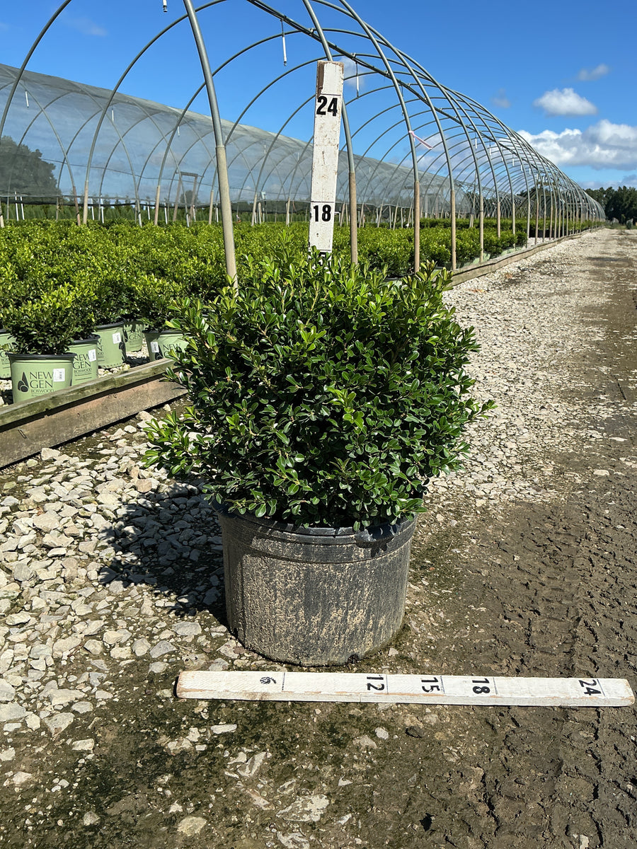 Buxus newgen 'Independence'
