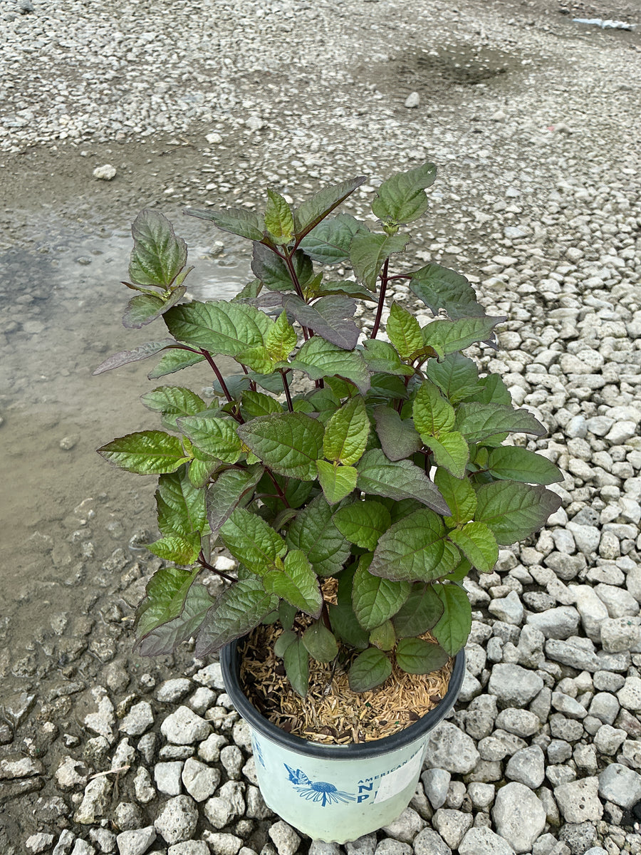 Heliopsis helianthoides 'Bleeding Hearts'