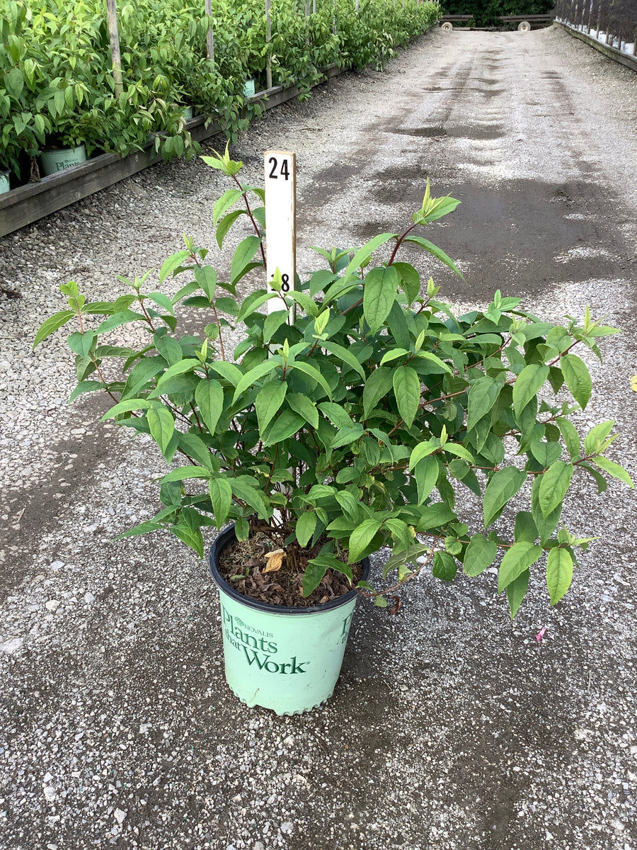 Deutzia 'Raspberry Sundae'