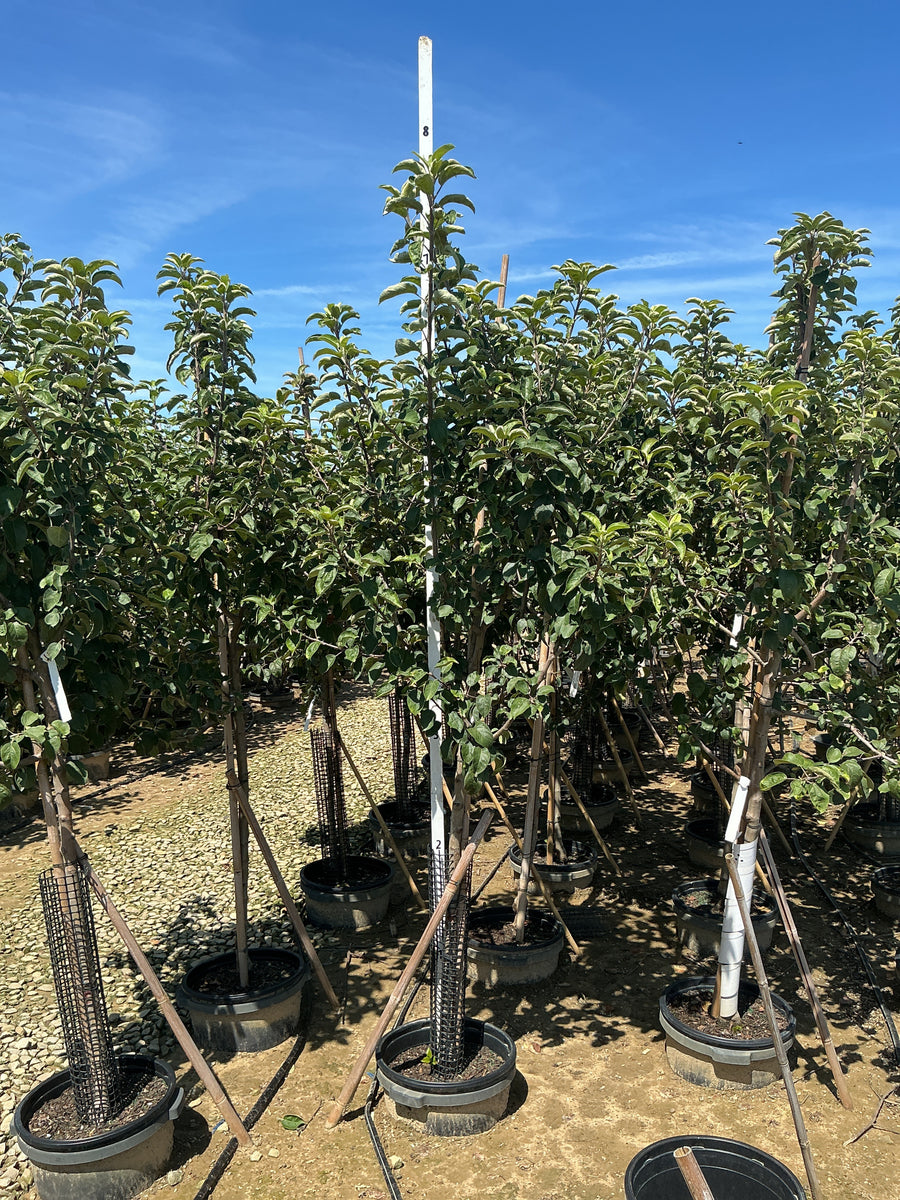 Malus 'Fruit Macoun'