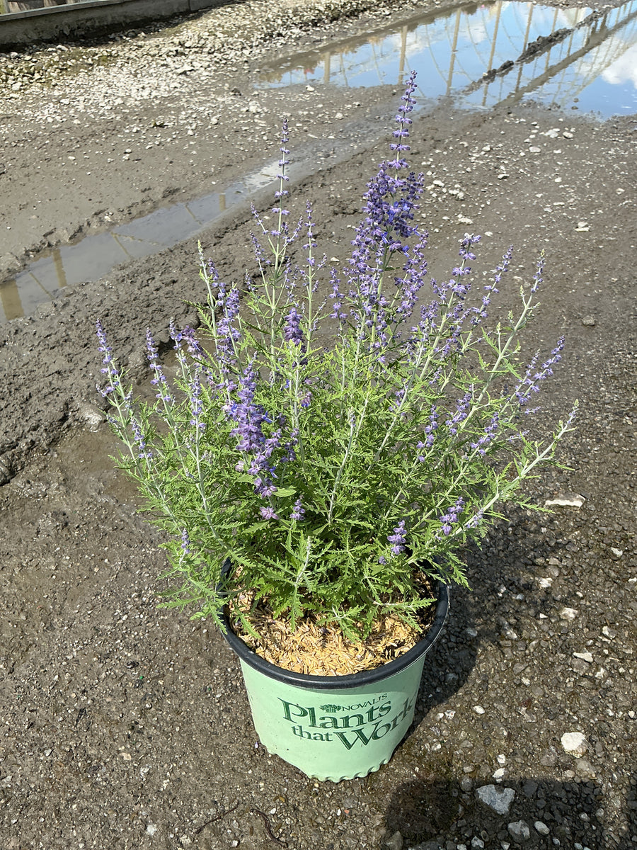 Perovskia atriplicifolia 'Blue Jean Baby'