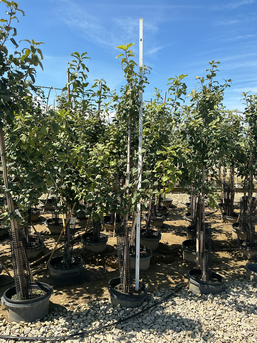Malus 'Fruit Honeycrisp'