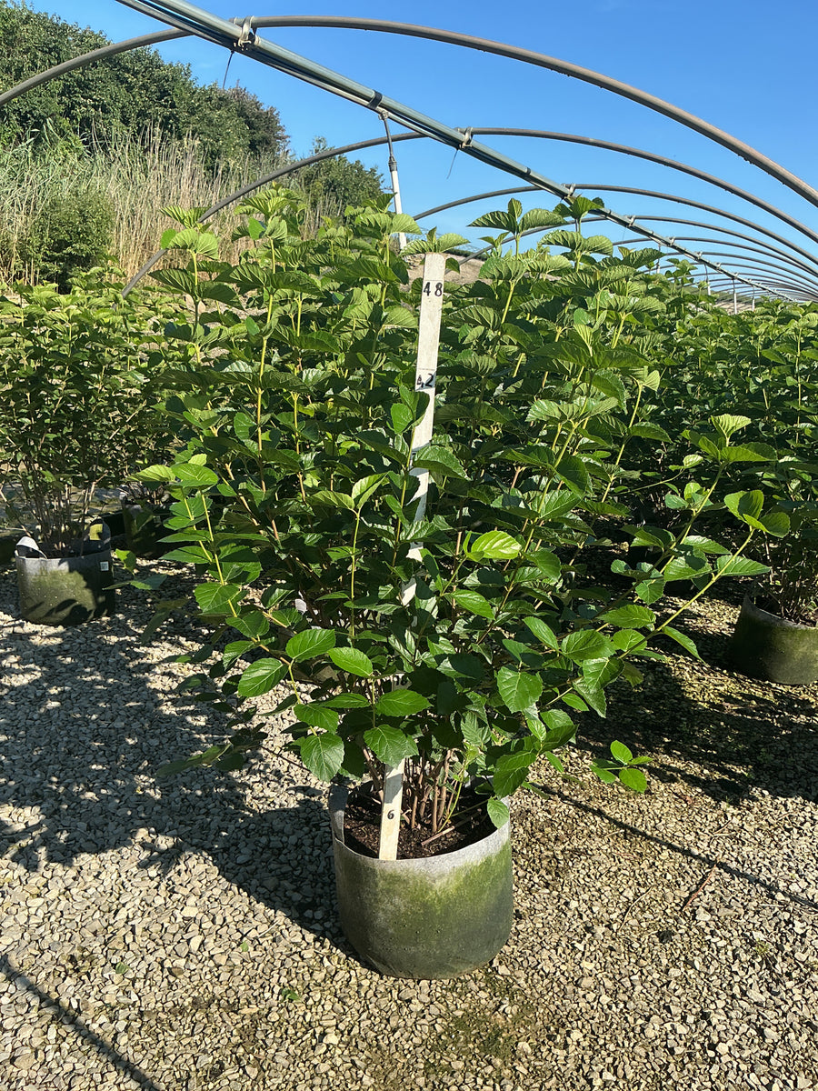 Viburnum dentatum 'Synnestvedt'