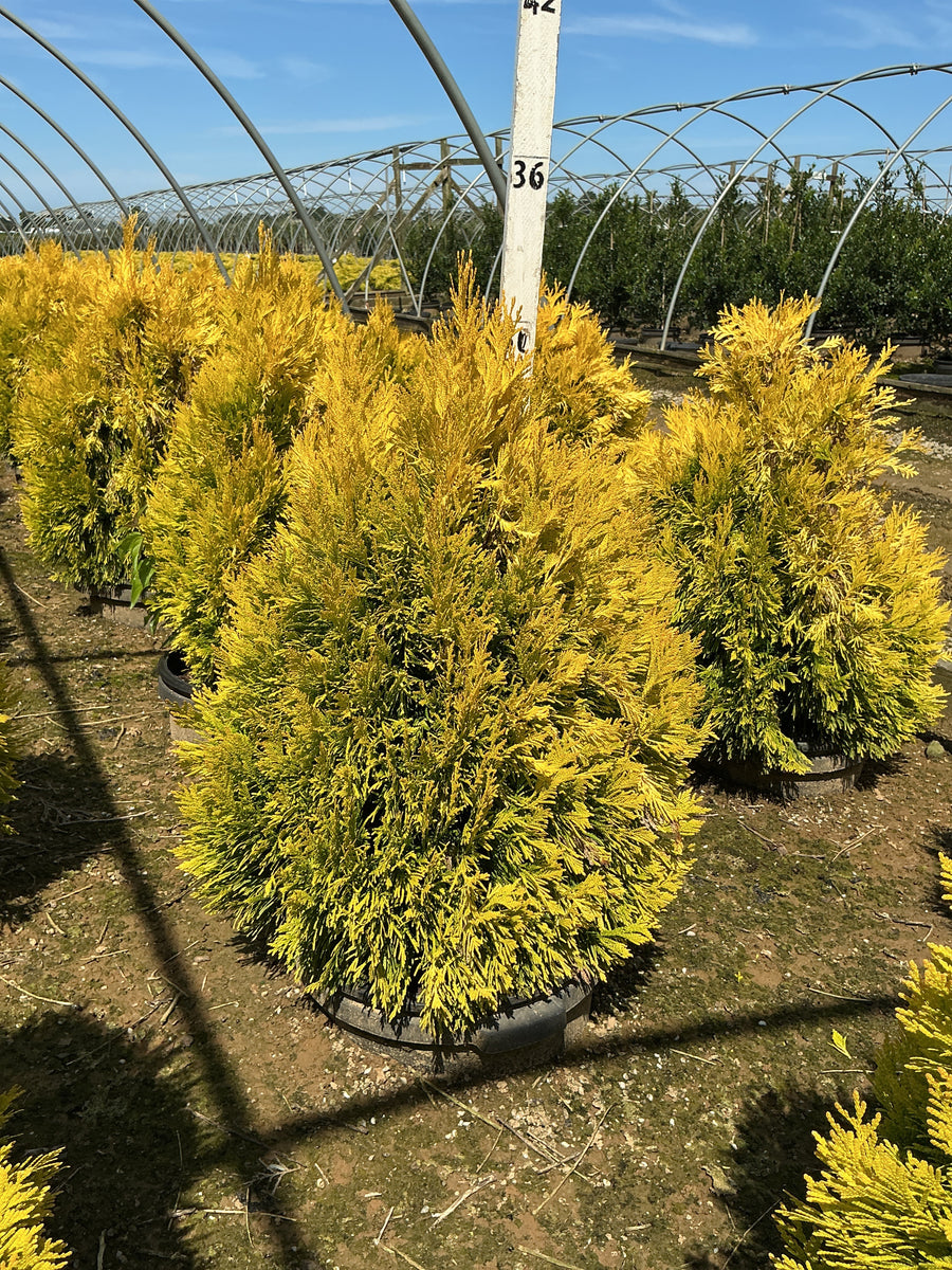 Thuja plicata '4Ever Goldy'