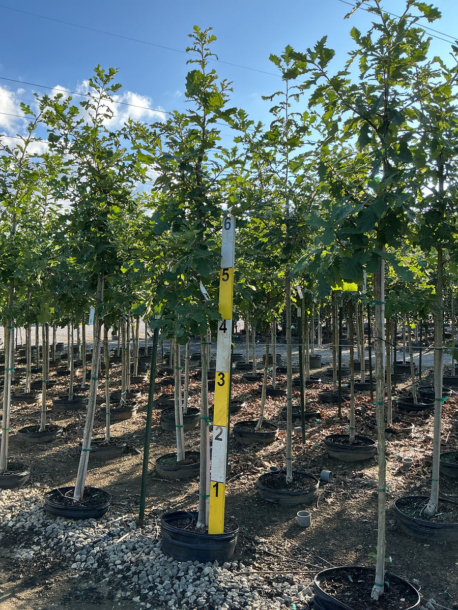 Quercus macrocarpa