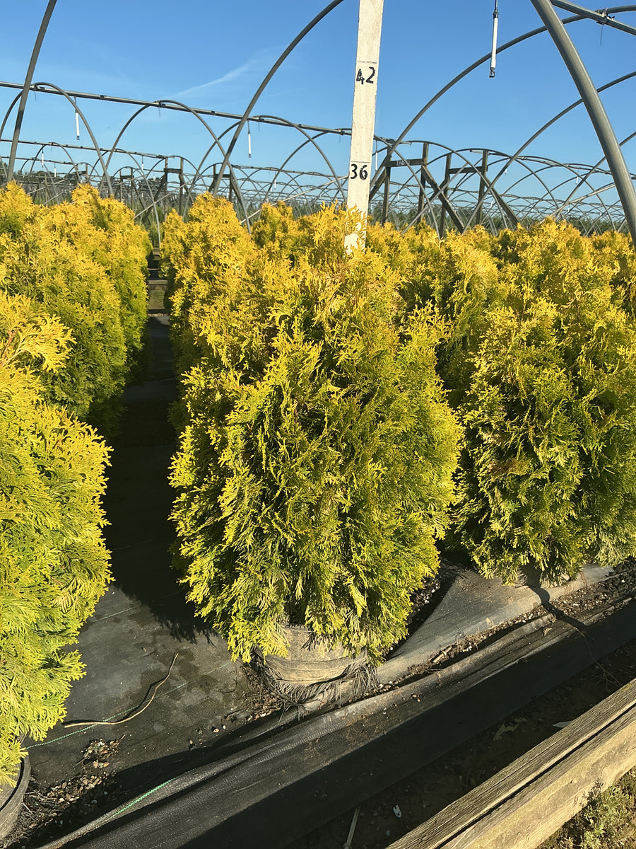 Thuja occidentalis 'Jantar'