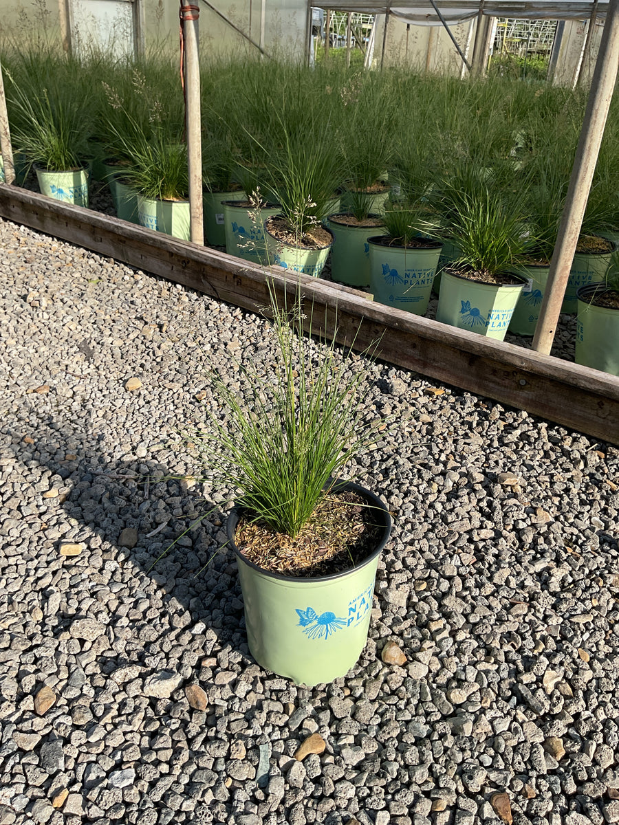 Sporobolus heterolepis 'Spor. Heterolepis'