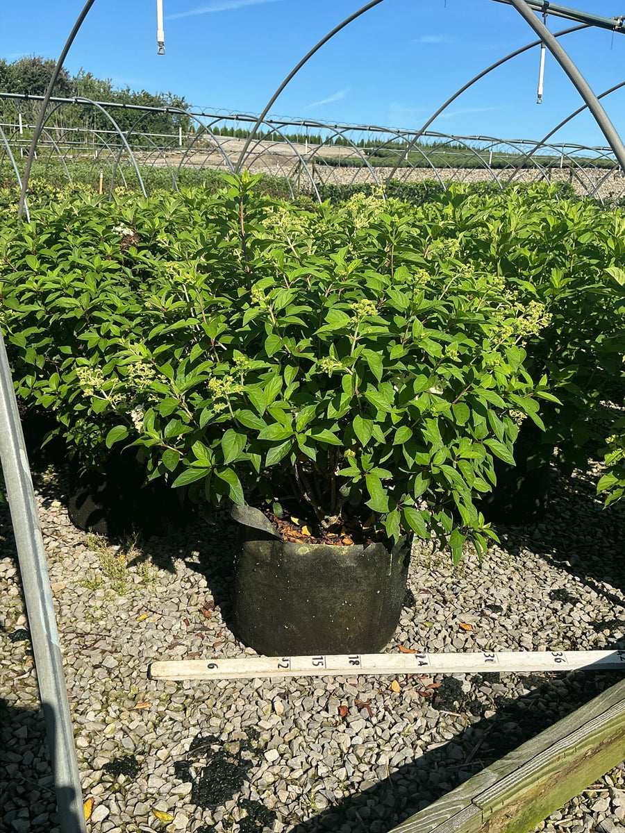 Hydrangea paniculata 'Bobo'