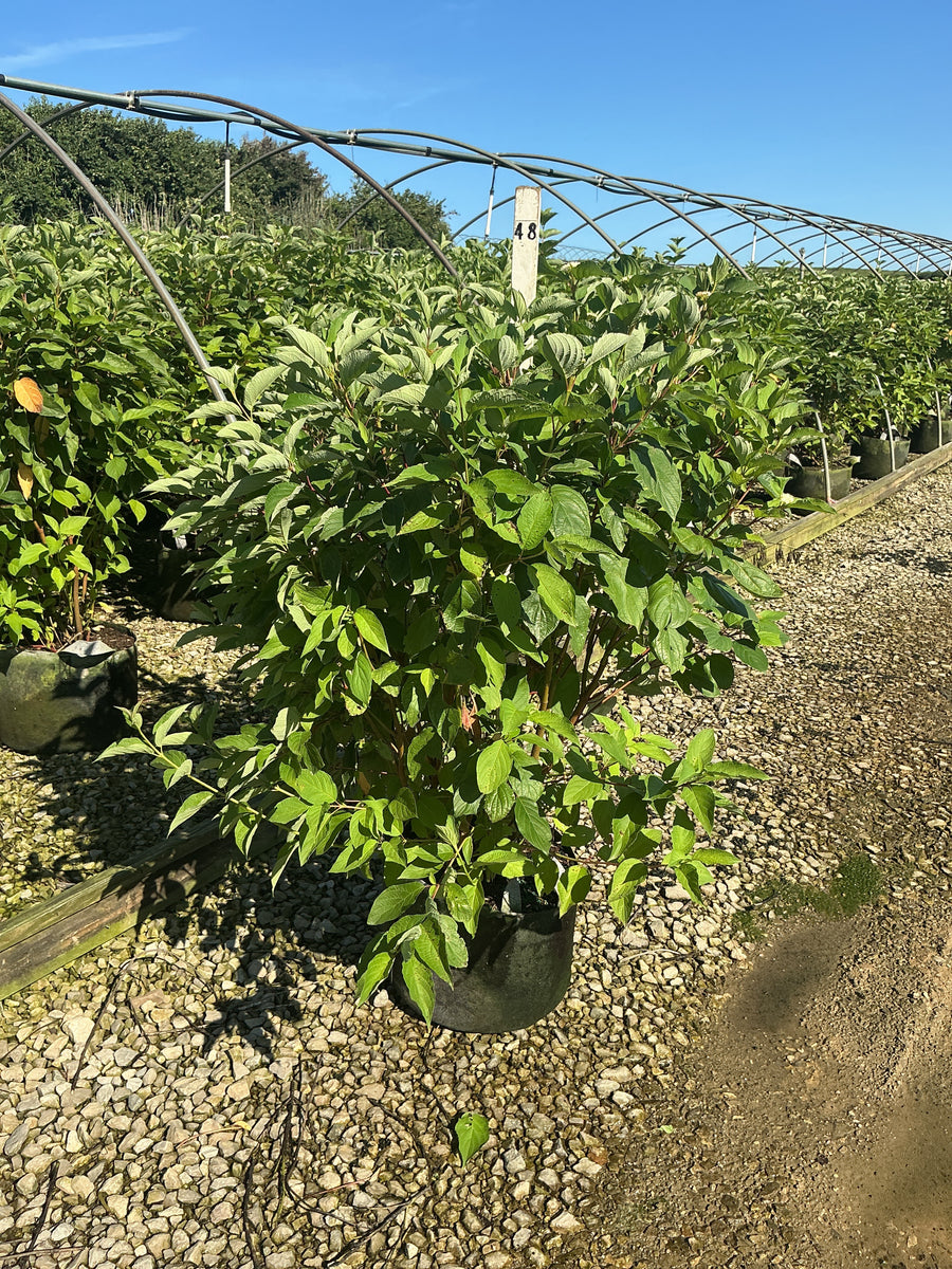 Cornus stolonifera 'Baileyi'
