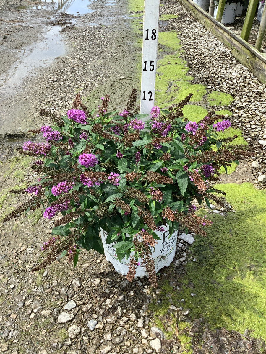 Buddleia 'Pugster Periwinkle'