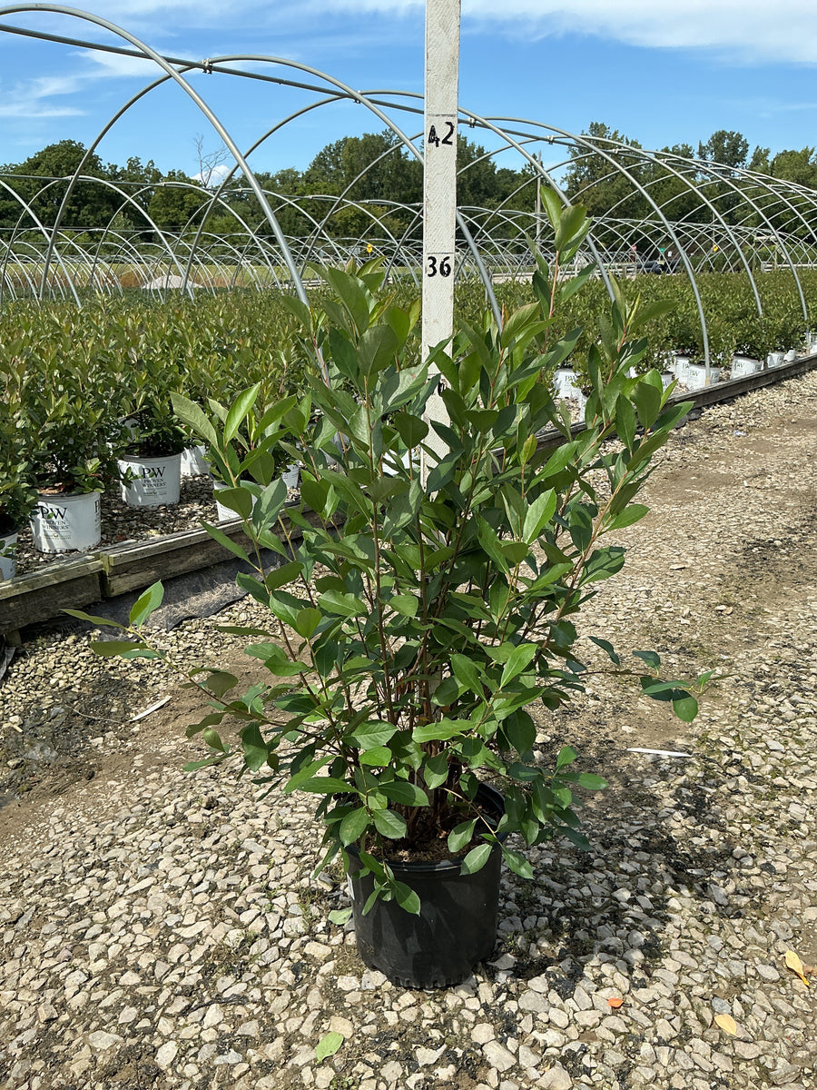 Aronia arbutifolia 'Brilliantissima'
