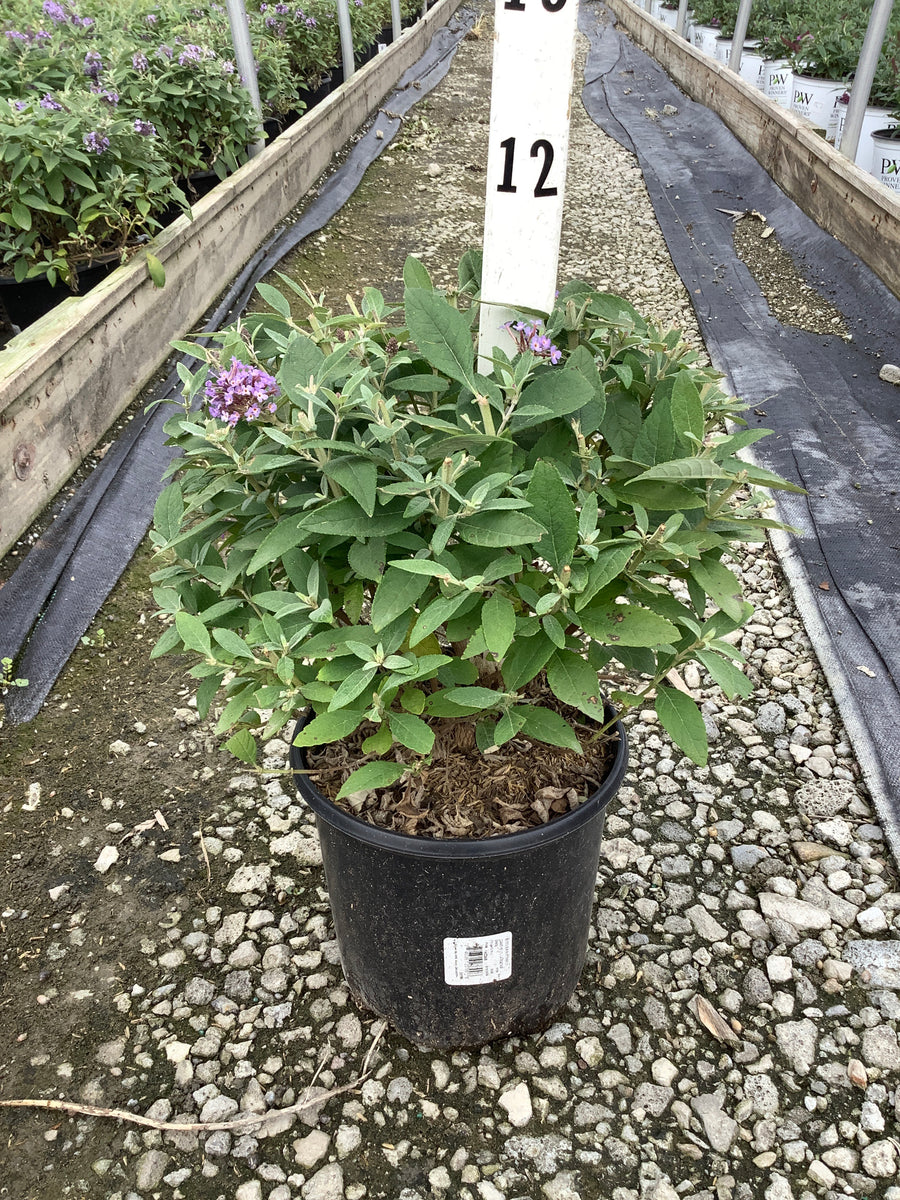 Buddleia davidii ‘Li'l Lavender’ ('BotEx 004')