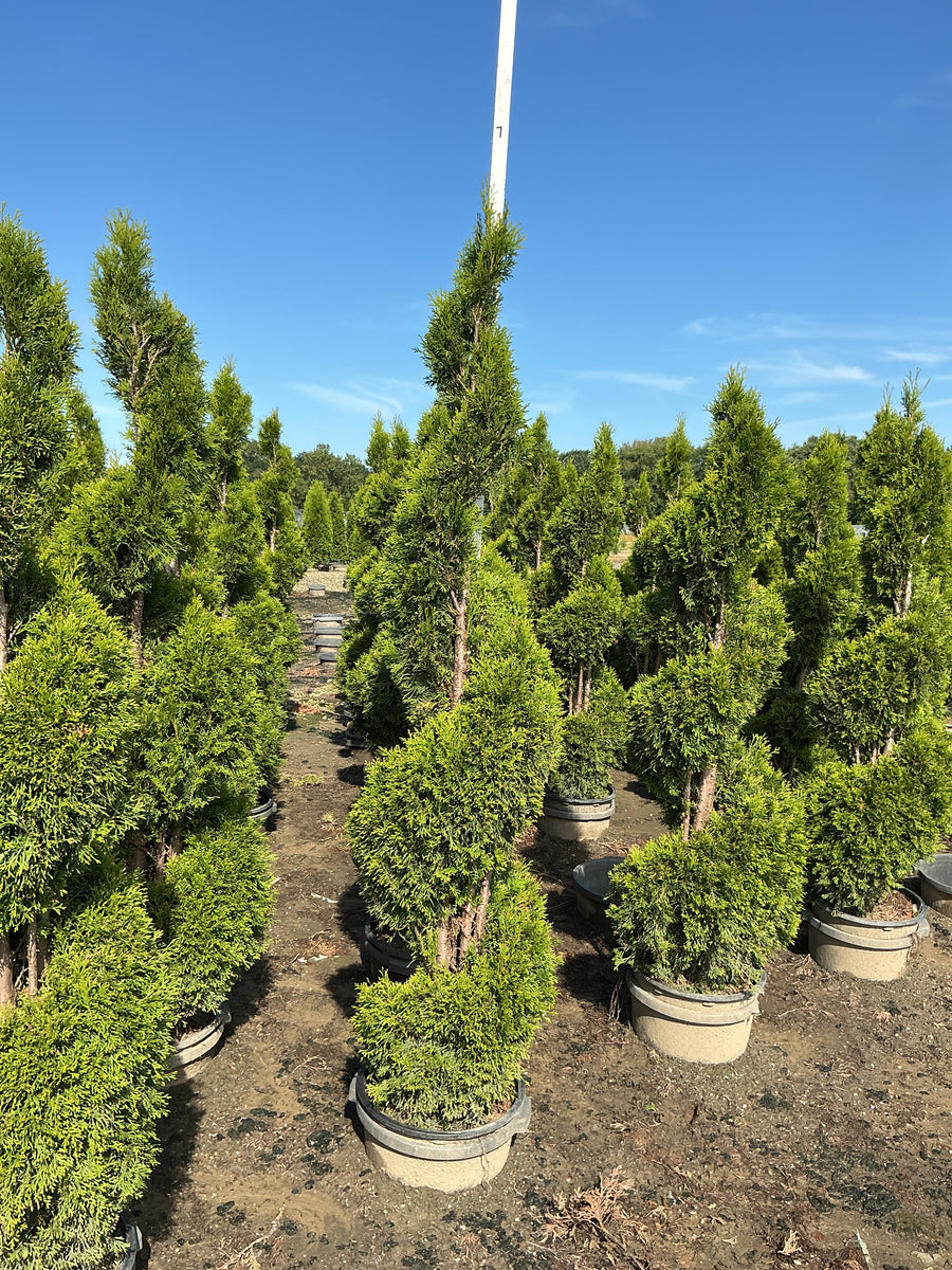 Thuja occidentalis 'Smaragd'
