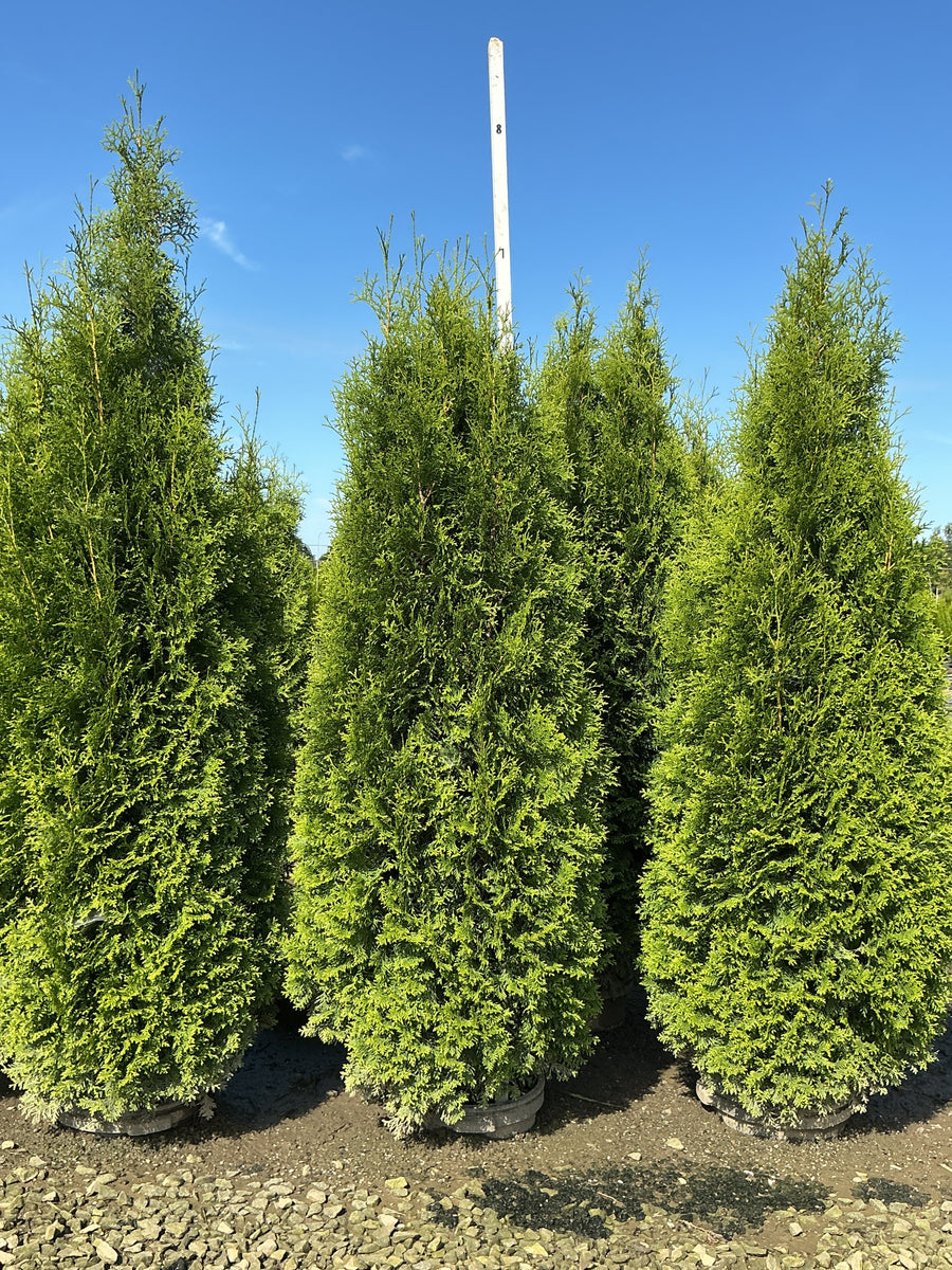 Thuja occidentalis Private Jet 'King of Brabant'