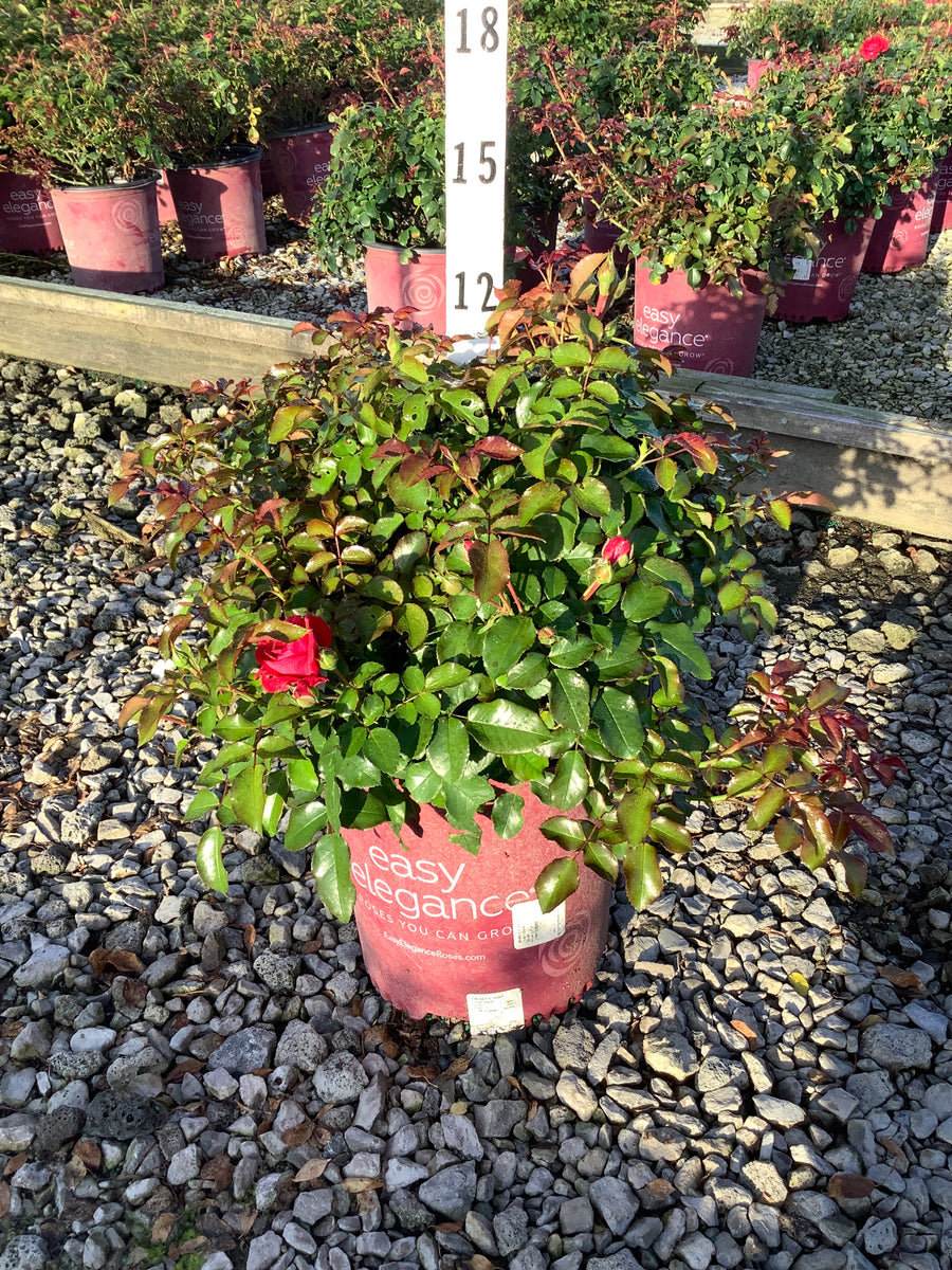 Rosa E.E 'Paint The Town'