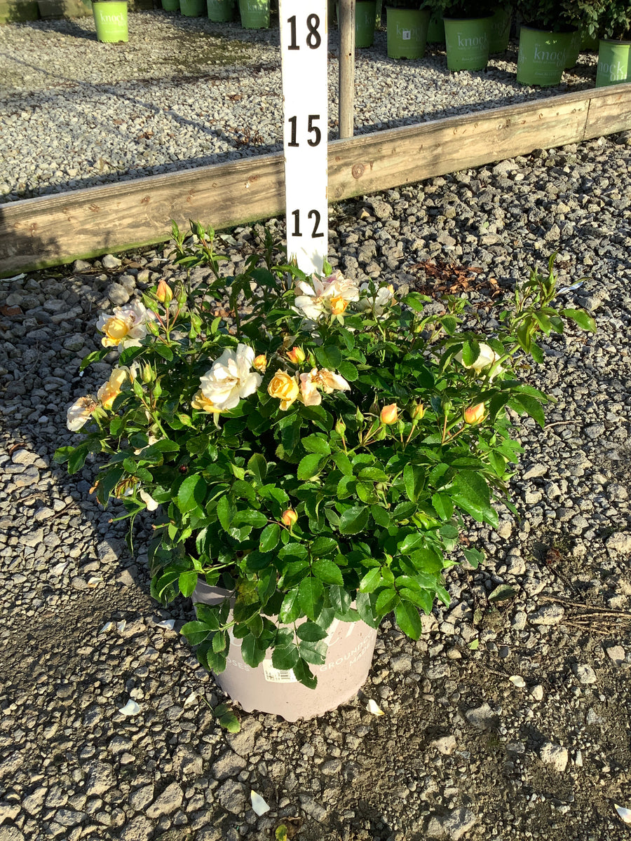 Rosa 'Drift Popcorn'