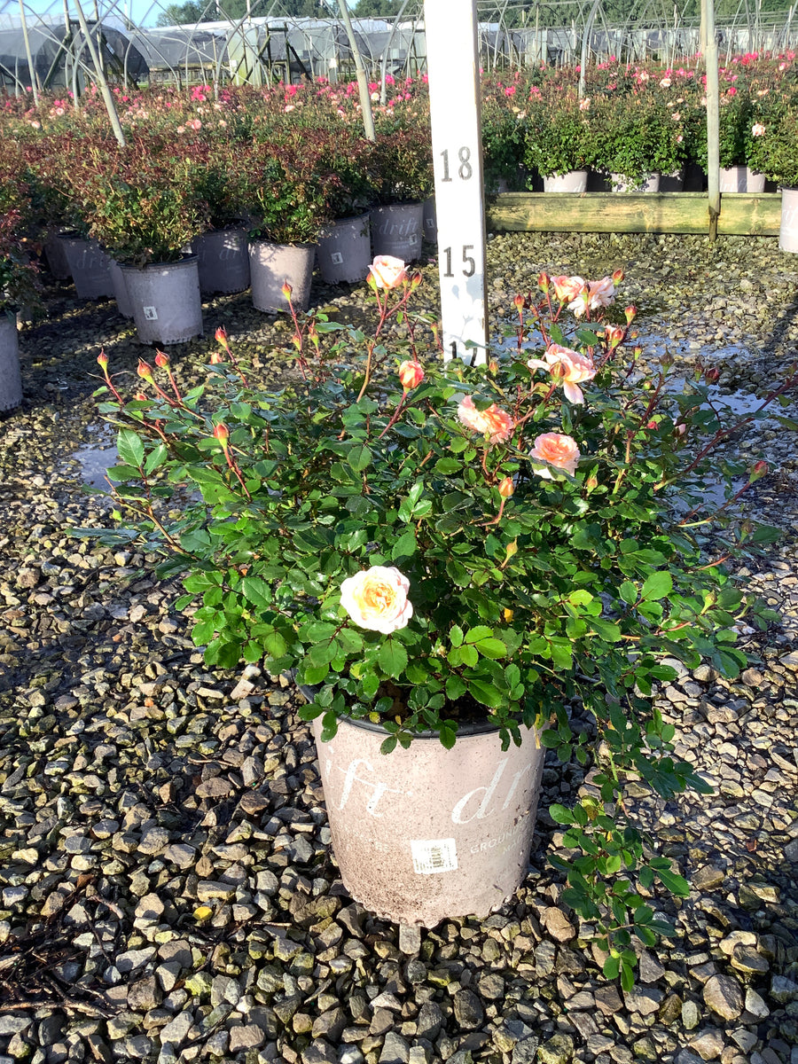 Rosa 'Drift Meimirrote'