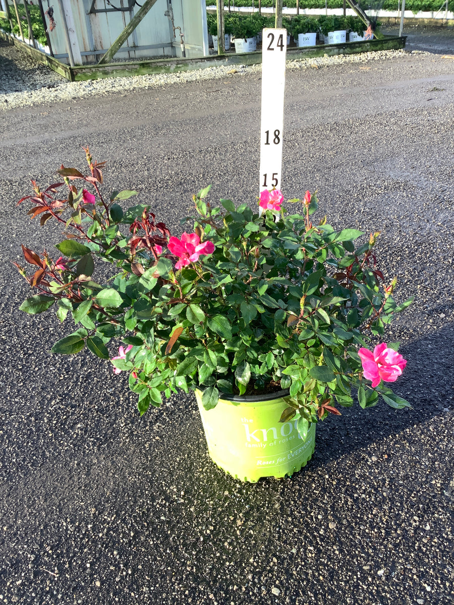 Rosa K.O 'Radcon'