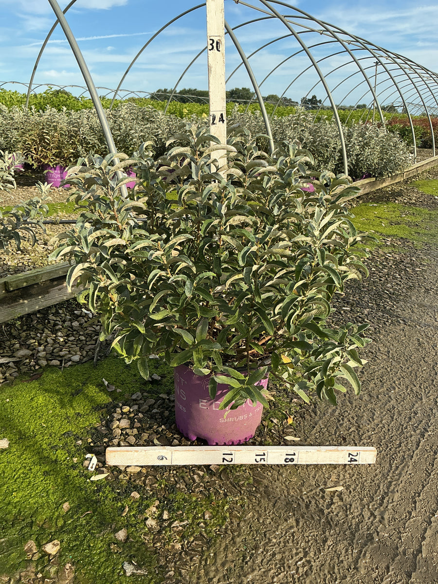 Salix 'C Iceberg Alley'