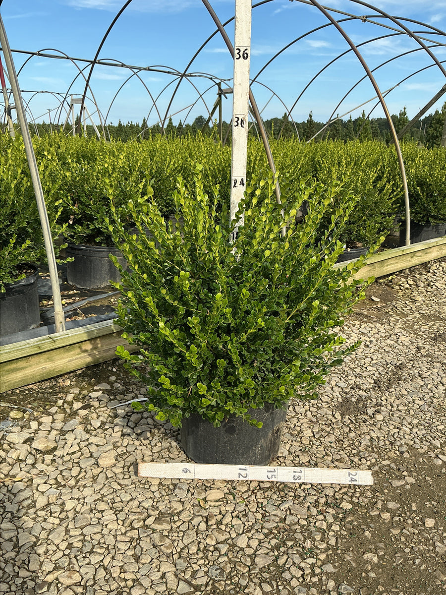Buxus microphylla 'Winter Gem'