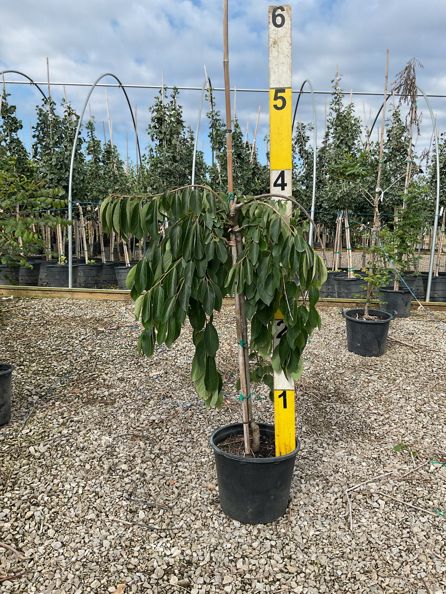 Diospyros virginiana 'Magic Fountain'