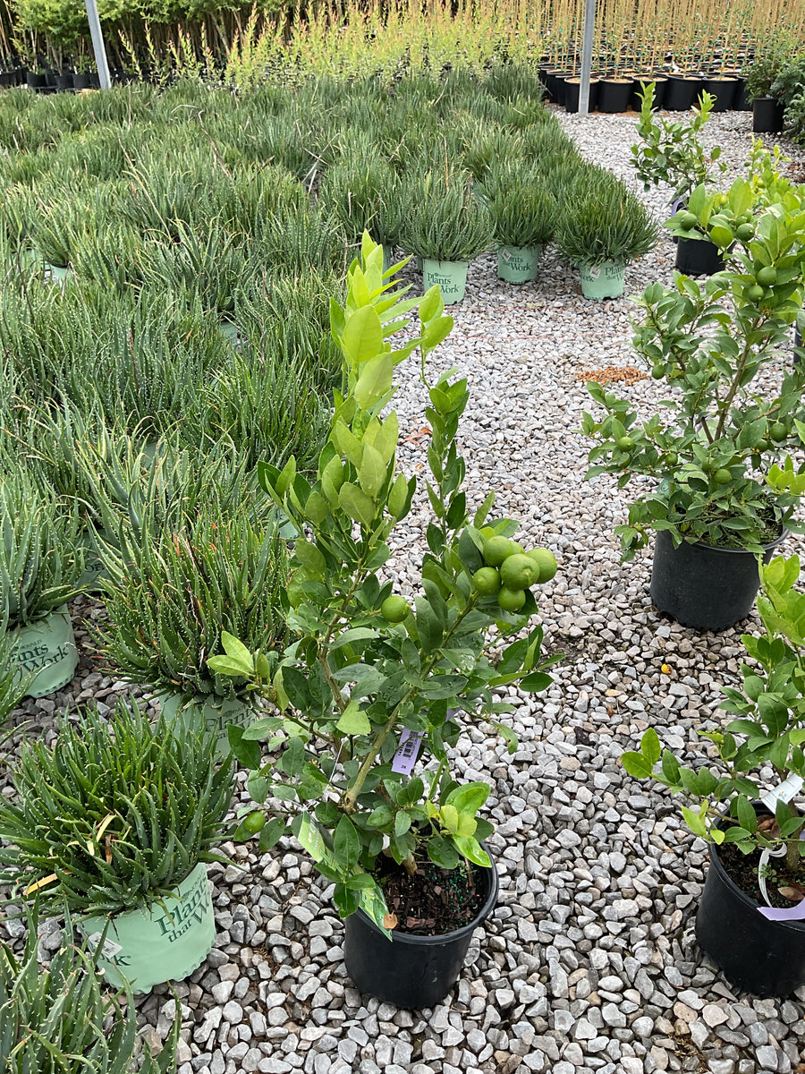 Citrus x aurantiifolia Key Lime