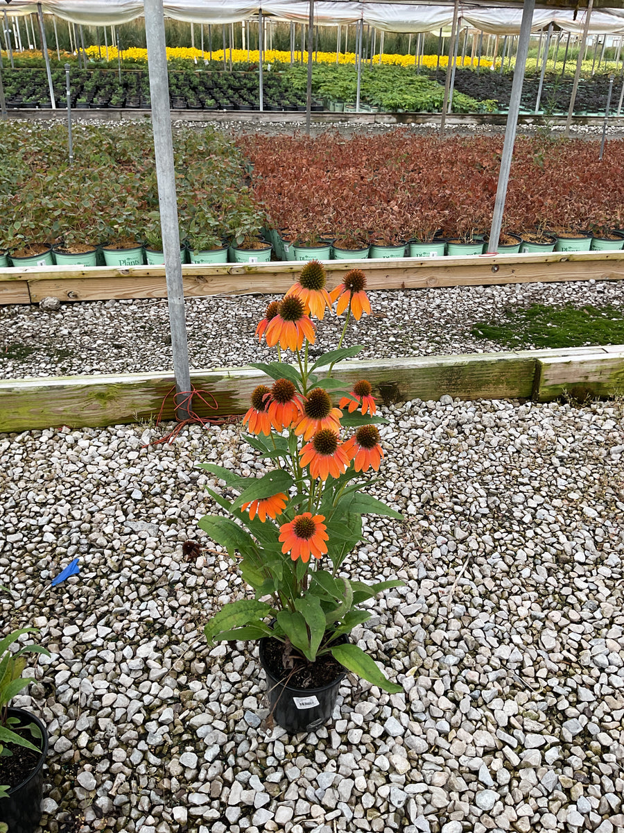 Echinacea artisan 'Soft Orange'