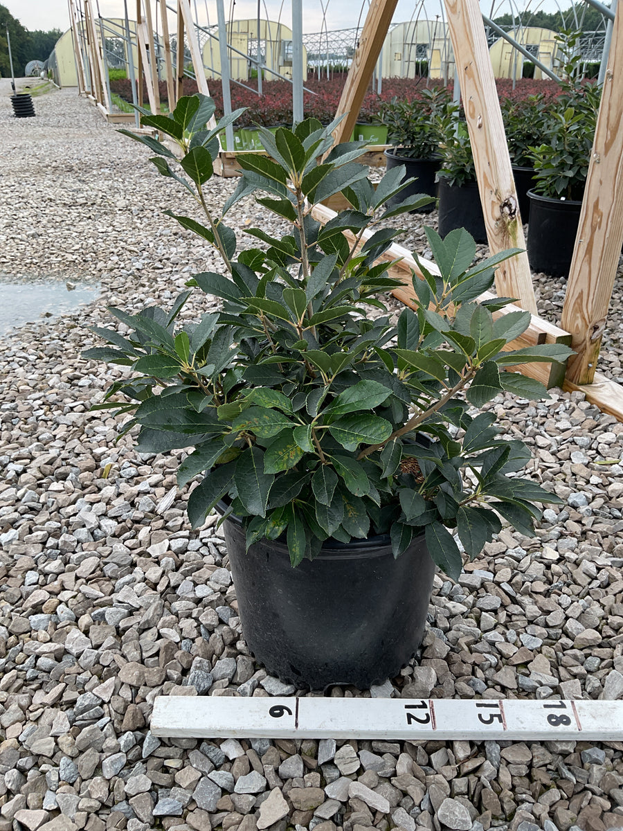 Ilex verticillata 'Red Sprite'