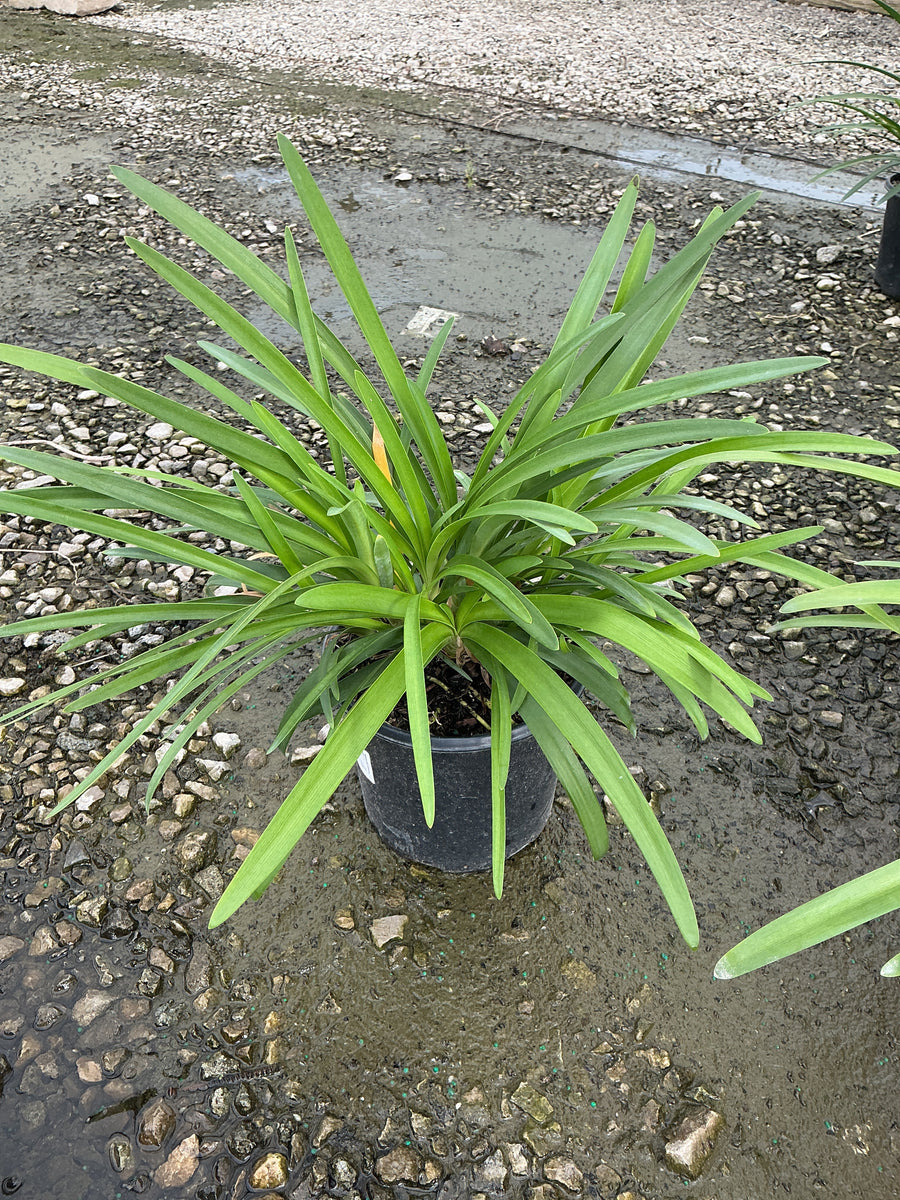 AGAPANTHUS AFRICANS BLUE