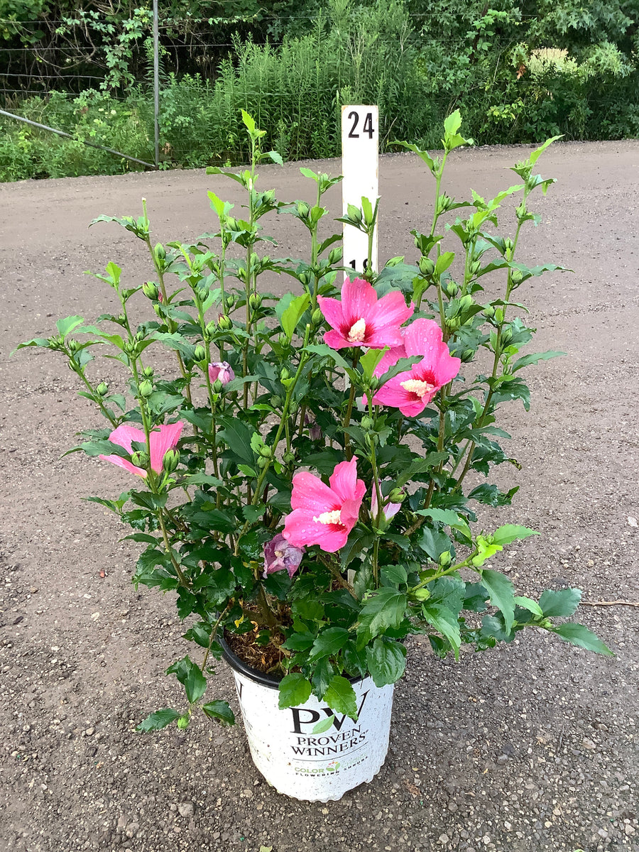 Hibiscus syriacus 'Lil Kim Red'