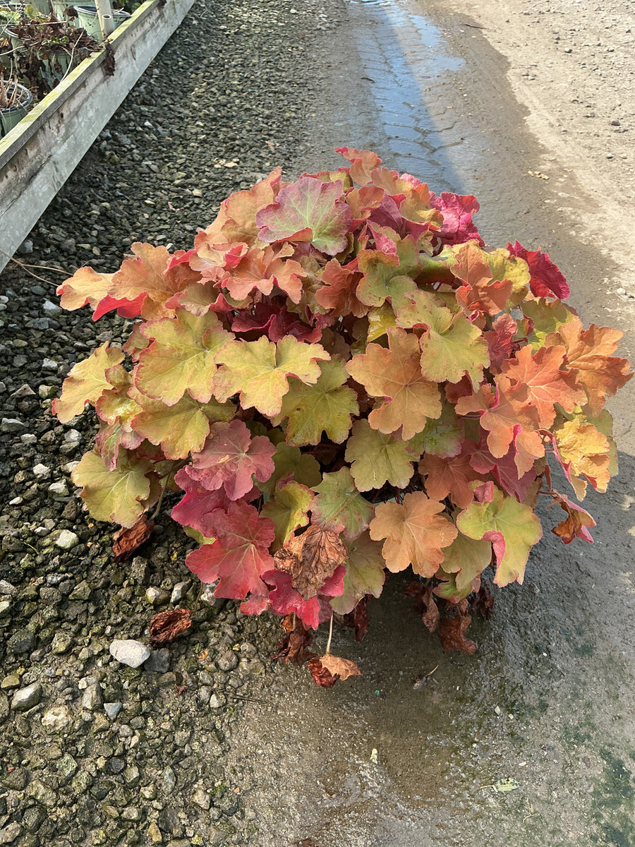 Heuchera caramel 'Caramel'