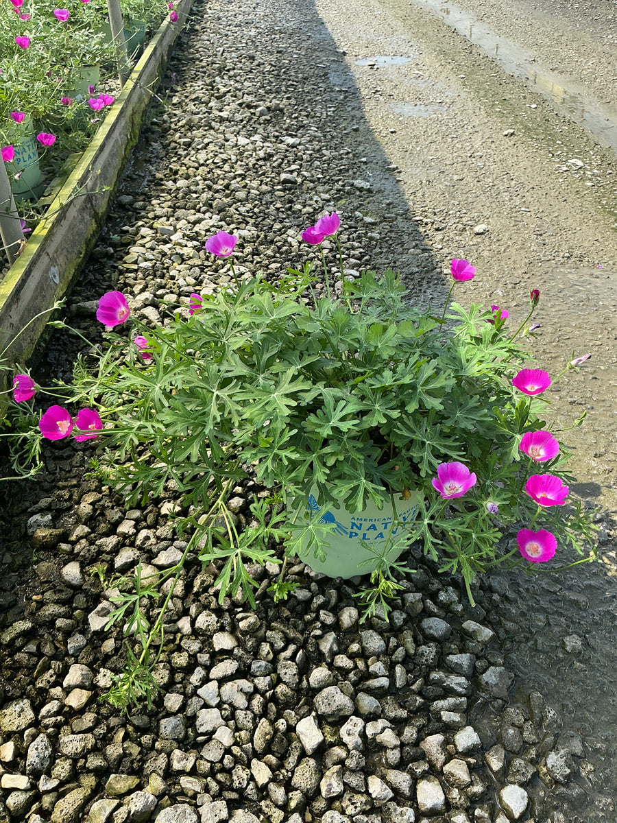 Callirhoe involucrata