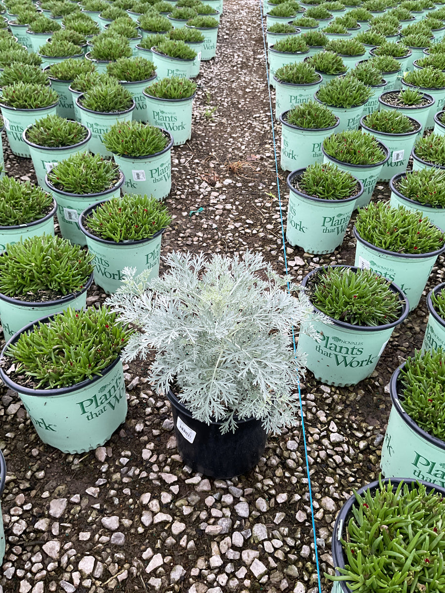 Artemisia x 'Powis Castle'